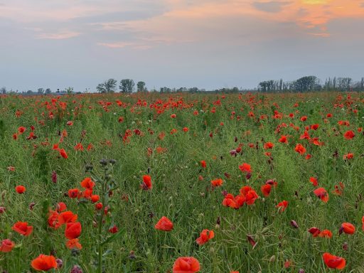 Blühendes Mohnfeld unter einem bewölkten Abendhimmel mit sanften Farben.