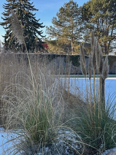 Hohe Gräser im Schnee mit Bäumen im Hintergrund unter blauem Himmel.